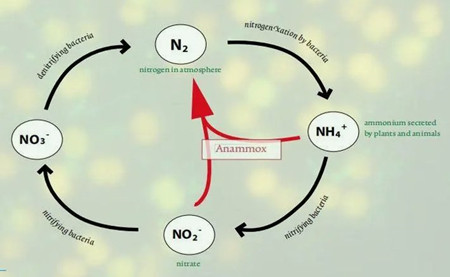 厭氧氨氧化反應(yīng)原理（厭氧氨氧化是什么意思）
