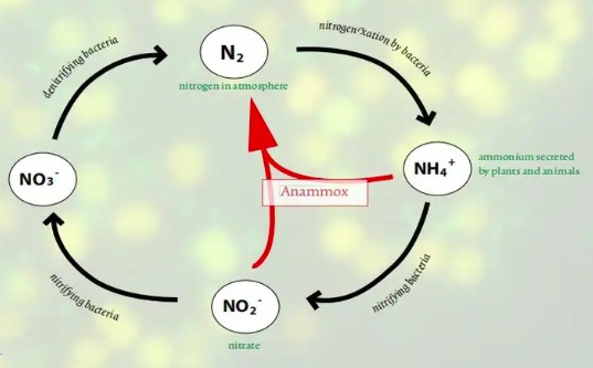 氨氧化細(xì)菌有什么作用（氨化細(xì)菌作用是什么）