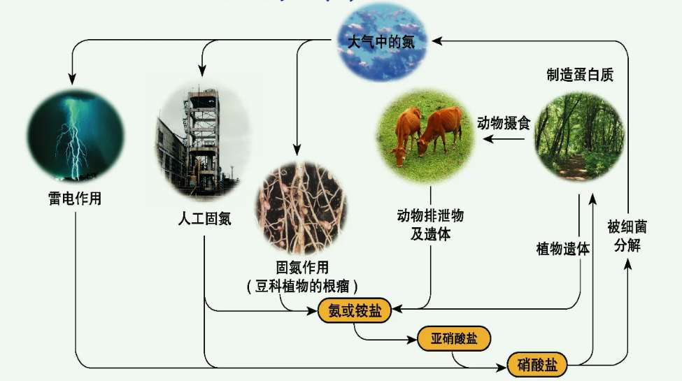 有機氮怎么轉化為氨氮方法（氨氮是有機氮還是無機氮）