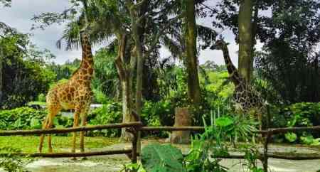 動物園有什么污水需要處理怎么處理（野生動物園污水環(huán)評標(biāo)準(zhǔn)）